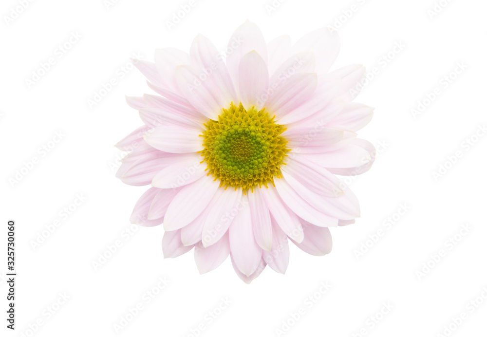 pink chrysanthemum pink chrysanthemum