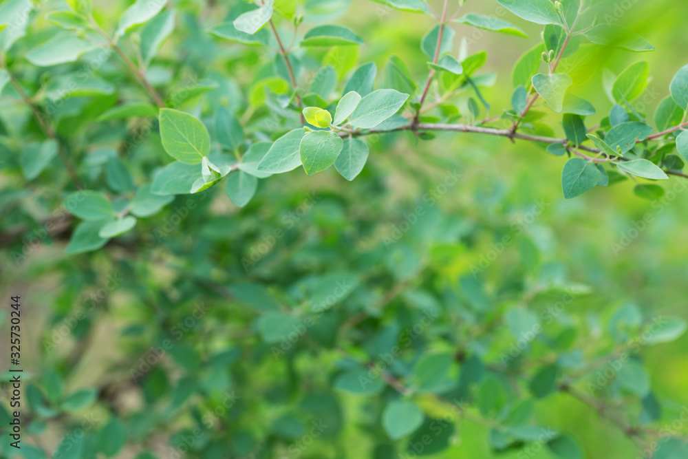 Obraz premium branch with green leaves in spring, floral background