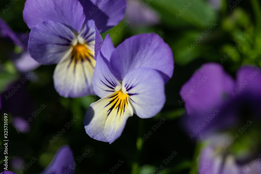 Fototapeta premium Colorful flowers in bloom