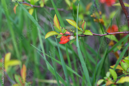 blooming twigs with red flowers and fresh green leaves in spring