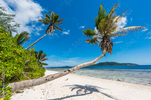Coconut palm hanging over beach in Seychelles