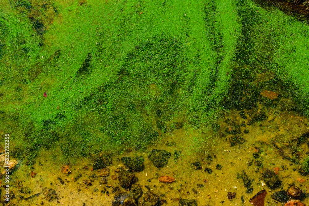 Green algae pollution on the water surface. Ecological concept Green algae pollution on the water surface. Ecological concept
