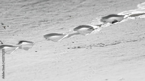 Drops of water fall from the plastered ceiling. Leak between floors of a house in need of repair. Flies and midges fly near the water.