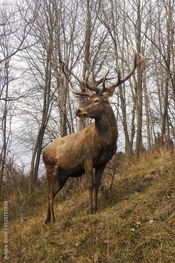 ritratto di cervo nobile europeo (Cervus elaphus) nel bosco appenninico ritratto di cervo nobile europeo (Cervus elaphus) nel bosco appenninico