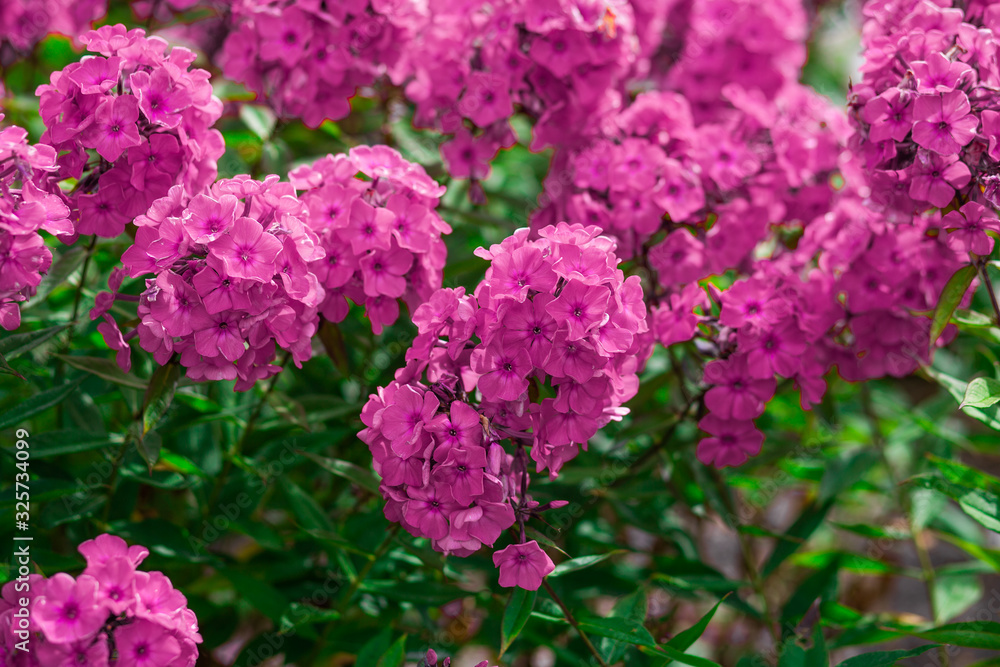 Beautiful colored spring flowers blurred background Beautiful colored spring flowers blurred background