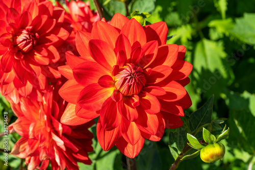 Dahlia 'Taratahi Ruby' a red tuberous herbaceous perennial summer autumn perennial flower plant