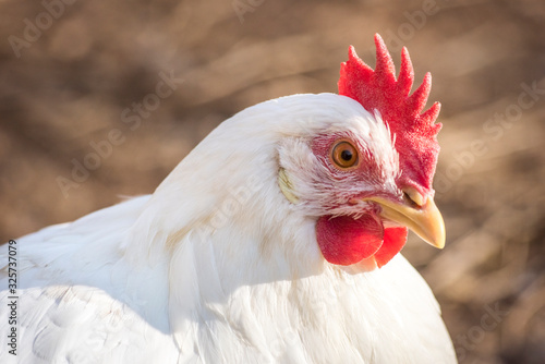 Leghorn chicken head close up
