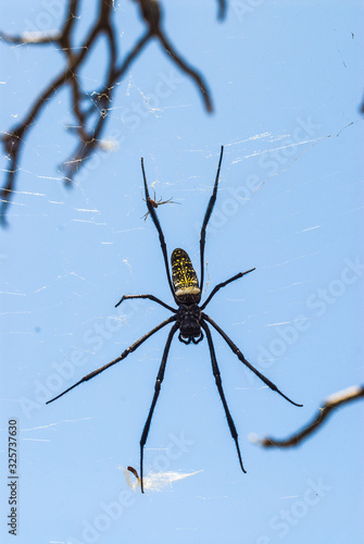Grosse araignée sur l'île de Mayotte