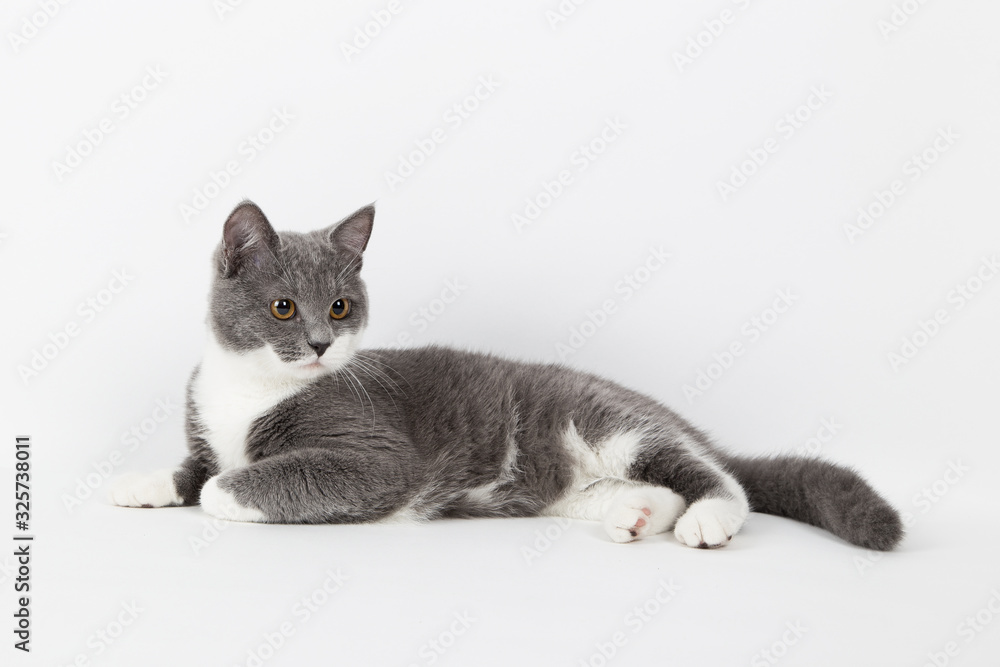 Funny gray kitten with white paws socks, isolate on a white background. The pet is watching and playing. Commercial sale, copy space. Funny gray kitten with white paws socks, isolate on a white background. The pet is watching and playing. Commercial sale, copy space.