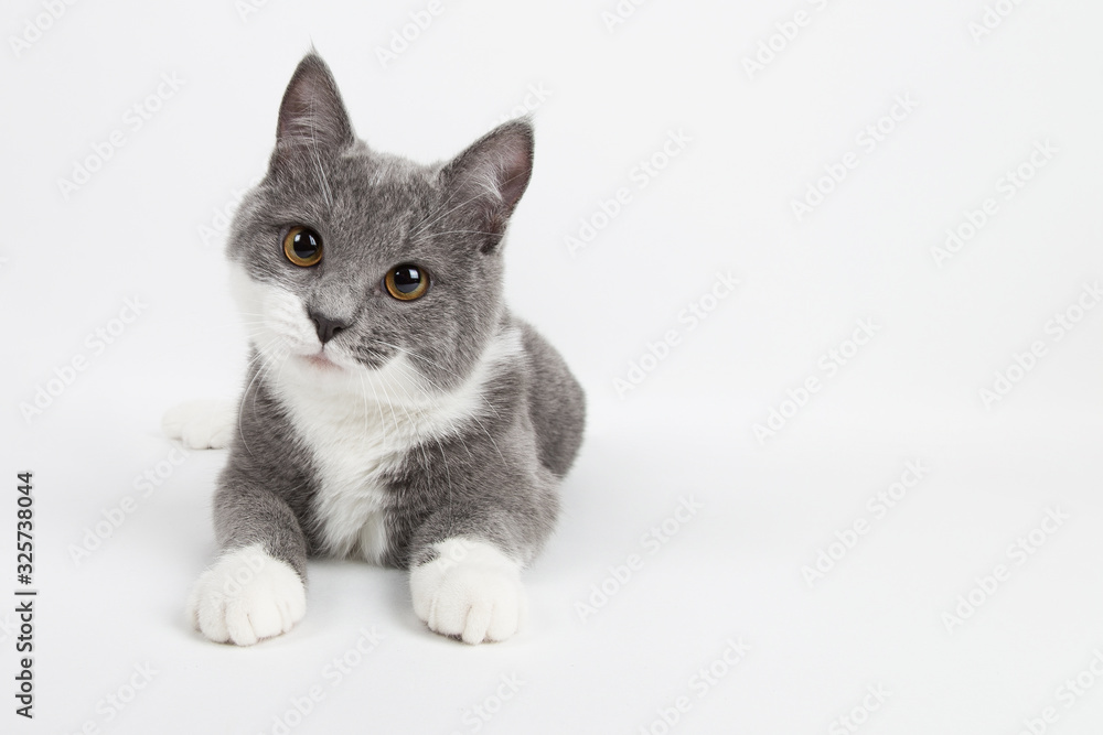 Funny gray kitten with white paws socks, isolate on a white background. The pet is watching and playing. Commercial sale, copy space. Funny gray kitten with white paws socks, isolate on a white background. The pet is watching and playing. Commercial sale, copy space.