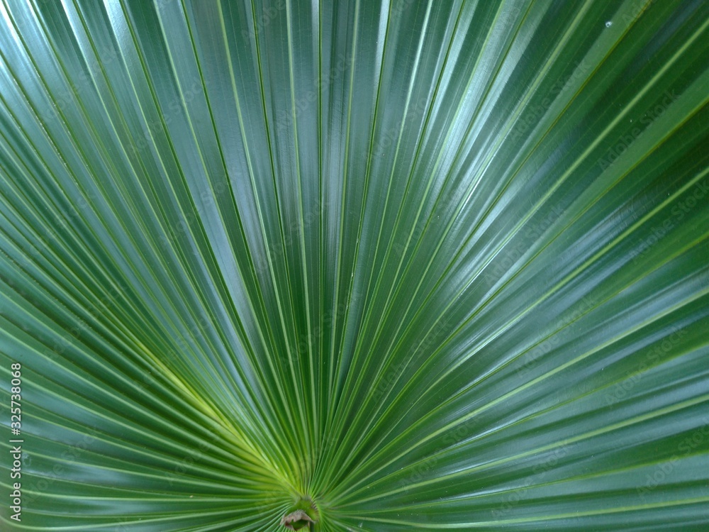 Palm plant with perfect straight lined leaves. Palm plant with perfect straight lined leaves.