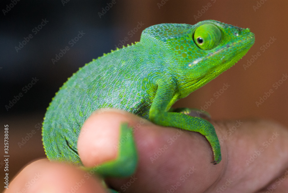 Fototapeta premium Petit caméléon, Mayotte