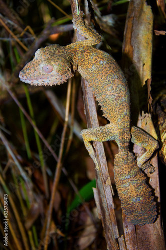 Gecko Uroplatus henkeli dans la réserve de Lokobe à Nosy Be, Madascar.