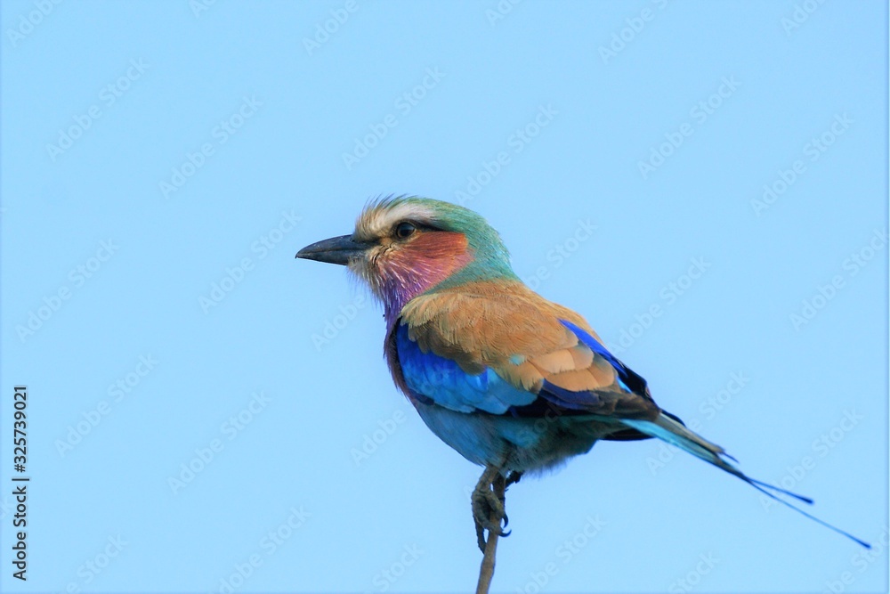 Fototapeta premium SONY DSC