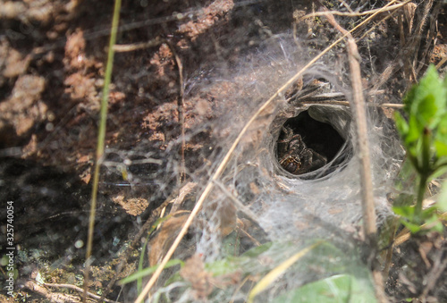 a small spider's which builds its web inside a hole on the ground is looking out