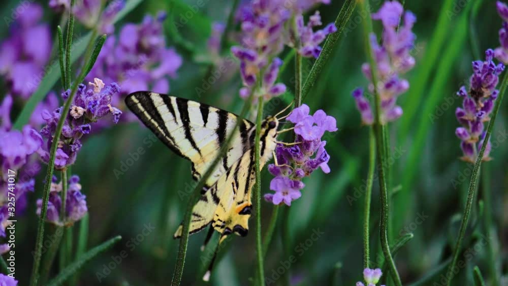 Beautiful butterfly on a flower. Summer field. Slow motion shot. Beautiful butterfly on a flower. Summer field. Slow motion shot.