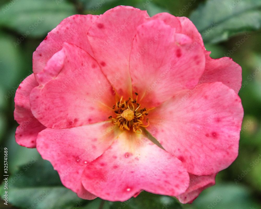 Close up serene vibrant pink rose with green background Close up serene vibrant pink rose with green background