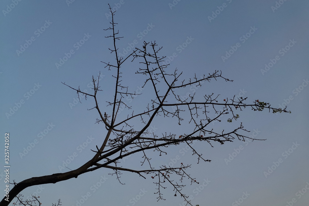 Nice shape of abstract dried tree branch against sunset skyใ Nice shape of abstract dried tree branch against sunset skyใ