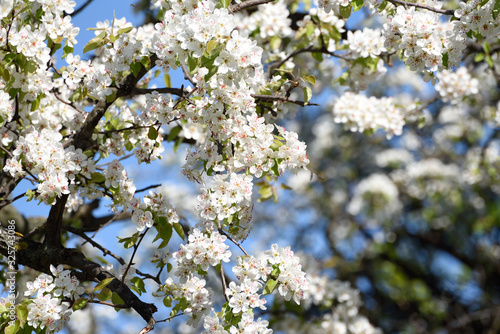 flowering