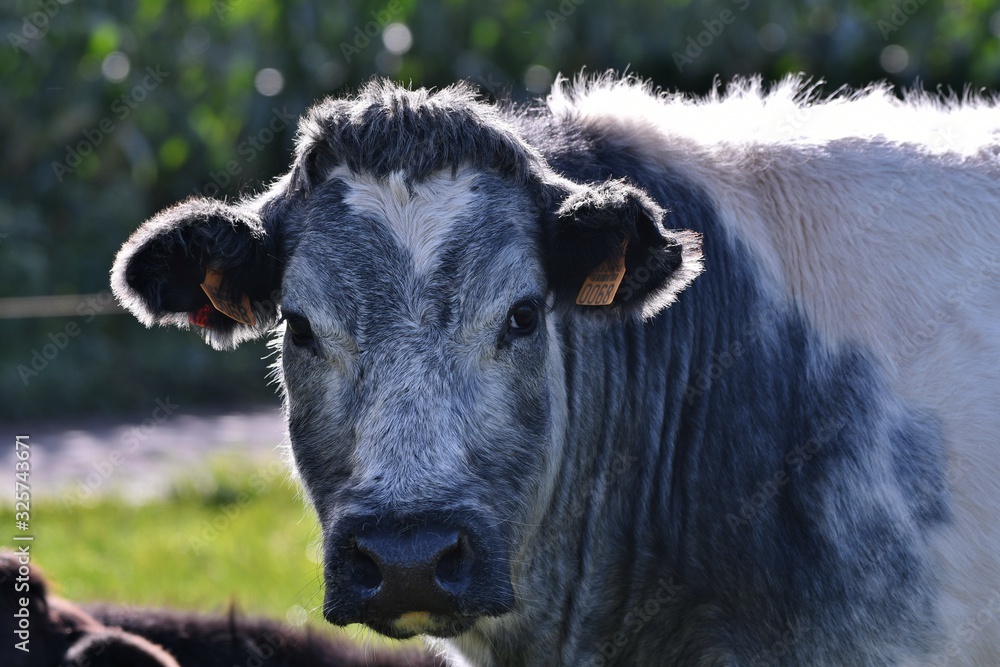 cow blanc blue belge in field cow blanc blue belge in field