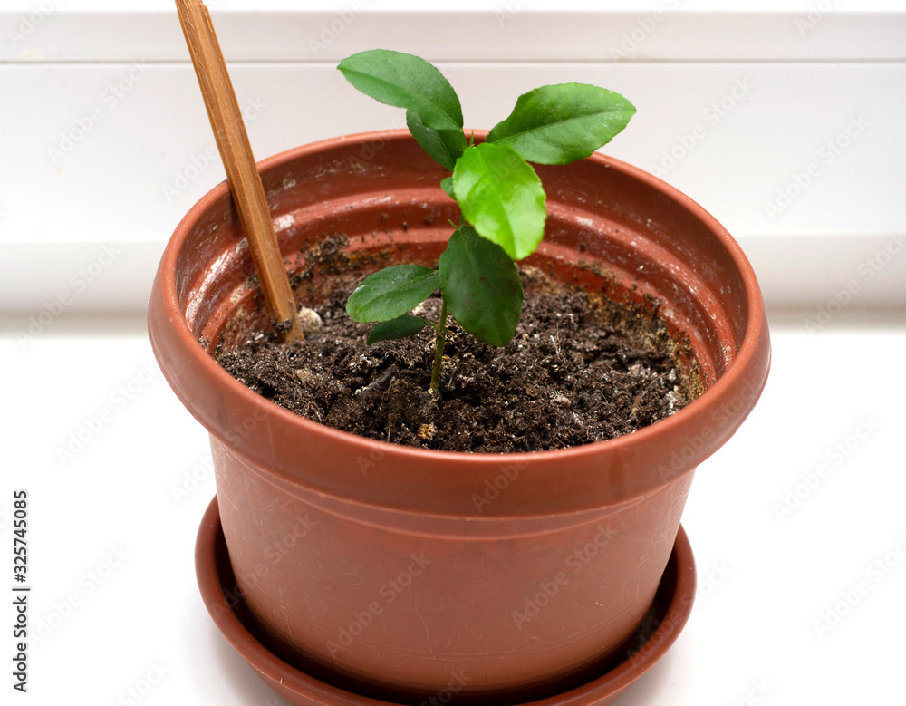 sprout of a home flower in a brown pot on the windowsill. sprout of a home flower in a brown pot on the windowsill.