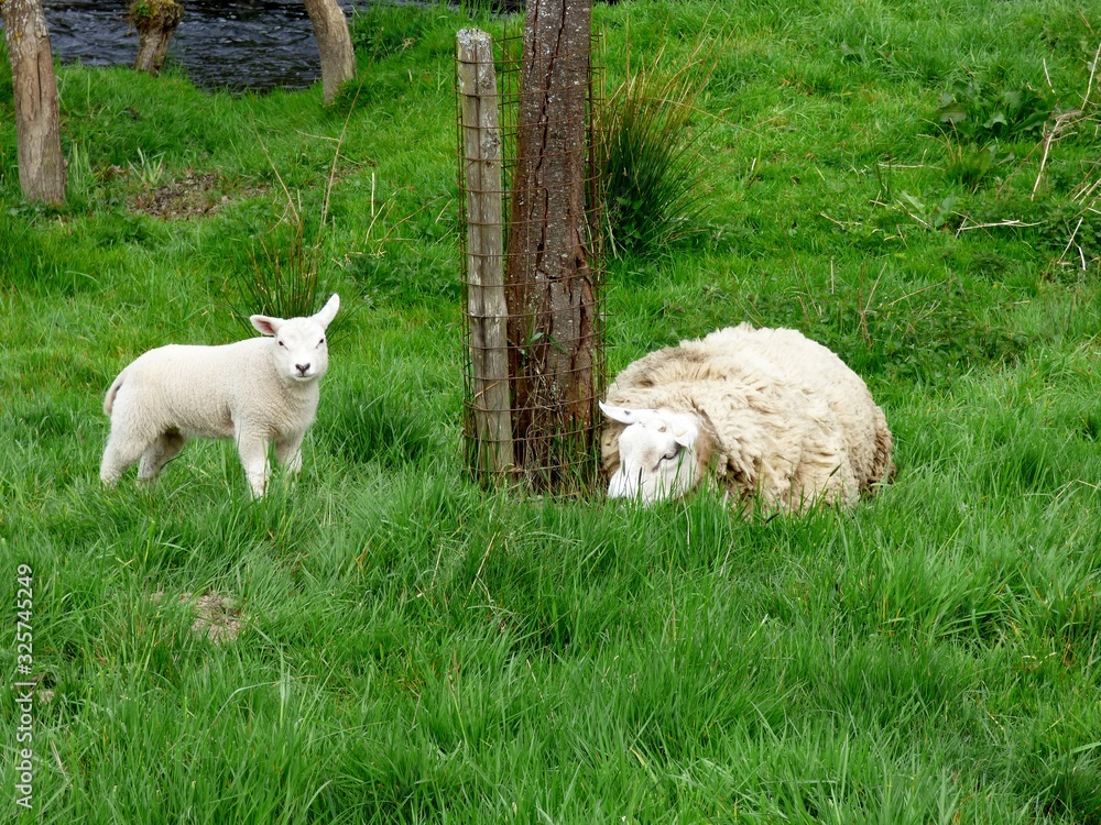 Obraz premium sheep with lamb in field