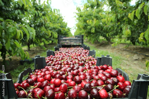 Boxes of freshly picked lapins cherries. Industrial cherry orchard. Buckets of gathered sweet raw black cherries . Close-up view of green grass and boxes full . Picking cherries in the orchard .