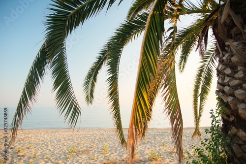 palm tree with fronds in a summer beach in an area in Greece Chalkidiki