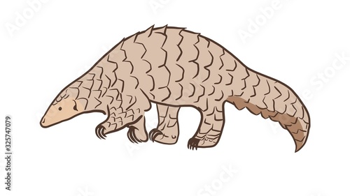 Pangolin or scaly anteater, a scales covered mammal from tropical areas such as Africa and Asia. photo