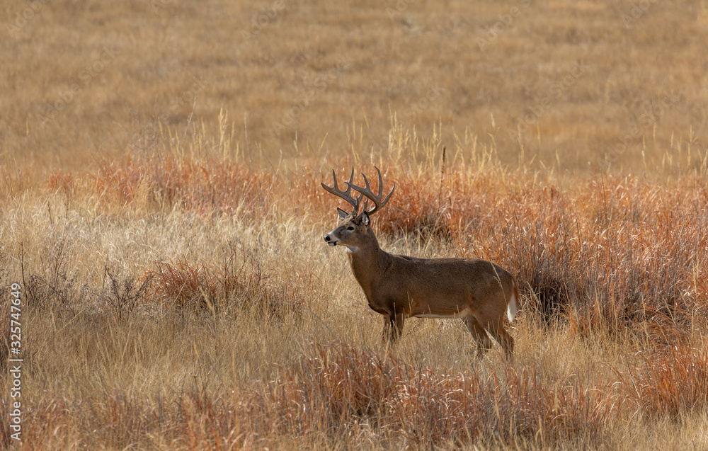 Buck Whitetail Deer in the Rut in Colorado in Fall Buck Whitetail Deer in the Rut in Colorado in Fall