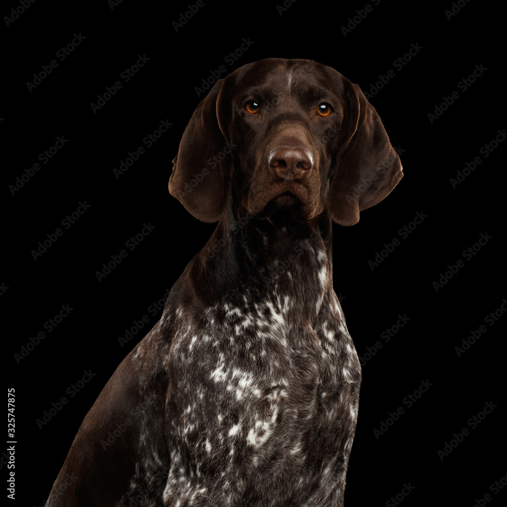 Potrait of German Shorthaired Pointer Dog or Kurzhaar Gazing on Isolated Black Background