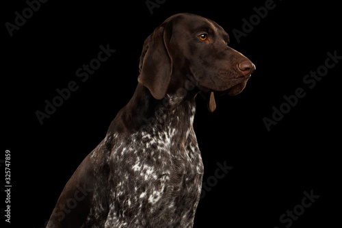 Tablou pe pânză Potrait of German Shorthaired Pointer Dog or Kurzhaar in Profile view on Isolate