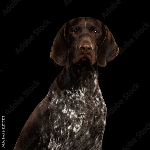 Potrait of German Shorthaired Pointer Dog or Kurzhaar Gazing on Isolated Black Background