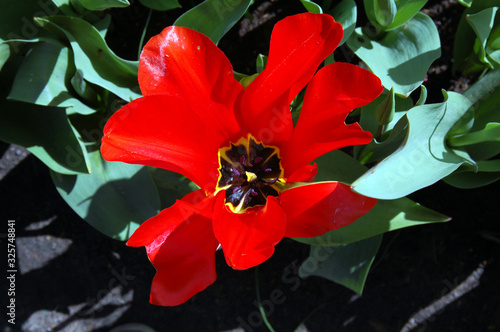 Closeup of tulip blooming in spring season in the world's largest flower gardens, Keukenhof, Netherlands. 
