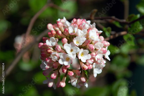 Blooming fruit tree flowers and spring blossom.