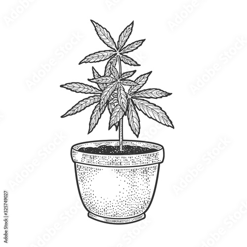 Narcotic cannabis plant sketch engraving vector illustration. T-shirt apparel print design. Scratch board imitation. Black and white hand drawn image.