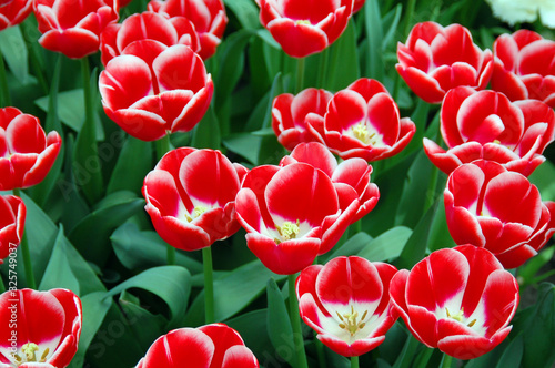 Closeup of tulips blooming in spring season in the world's largest flower gardens, Keukenhof, Netherlands. 