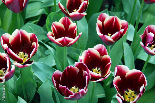 Closeup of tulips blooming in spring season in the world's largest flower gardens, Keukenhof, Netherlands. 