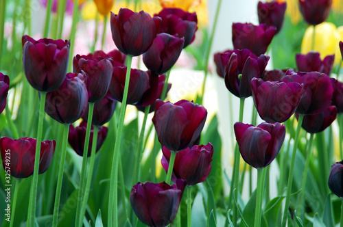Closeup of tulips blooming in spring season in the world's largest flower gardens, Keukenhof, Netherlands. 
