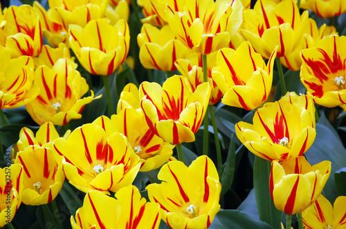 Closeup of tulips blooming in spring season in the world's largest flower gardens, Keukenhof, Netherlands. 