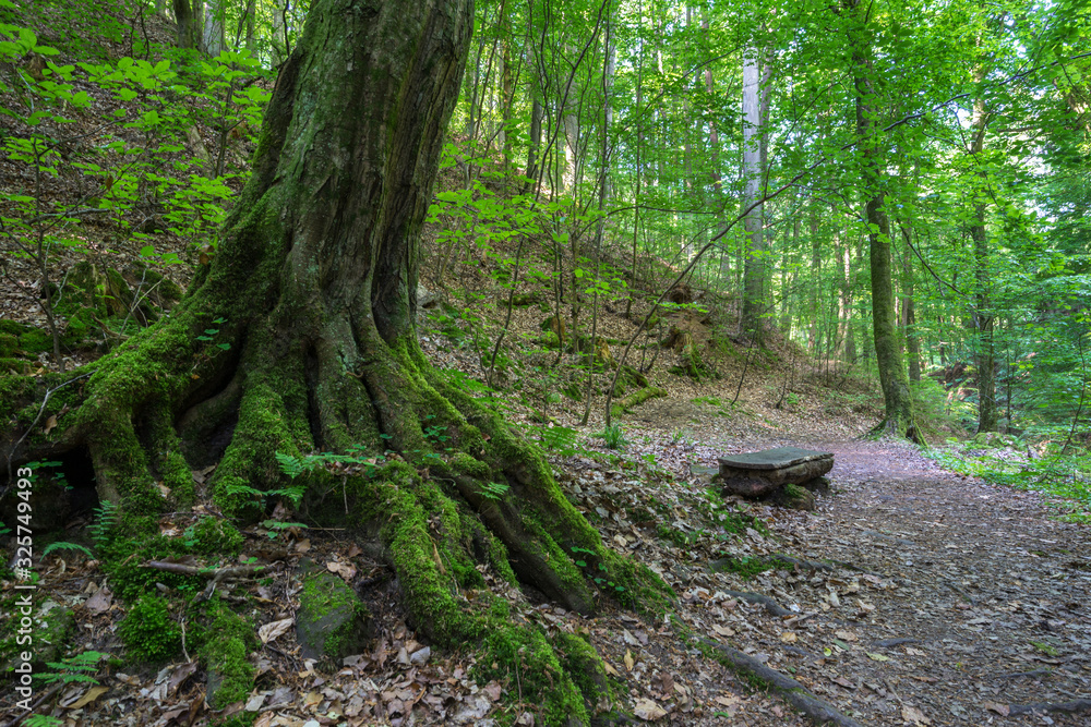 Seltenbachschlucht, Klingenberg am Main