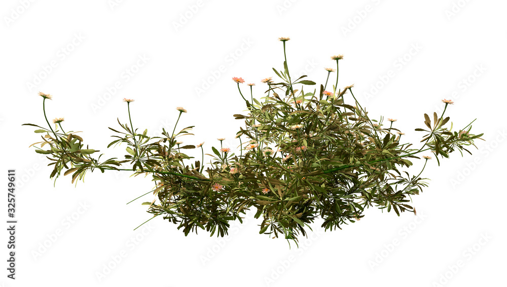 3D Rendering Erigeron Daisy Flowers on White 3D Rendering Erigeron Daisy Flowers on White
