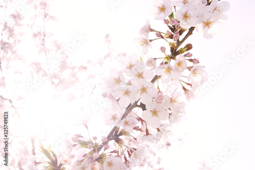 Wallpaper Mural 春イメージ Torontodigital.ca