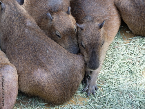 Wallpaper Mural カピバラ Torontodigital.ca