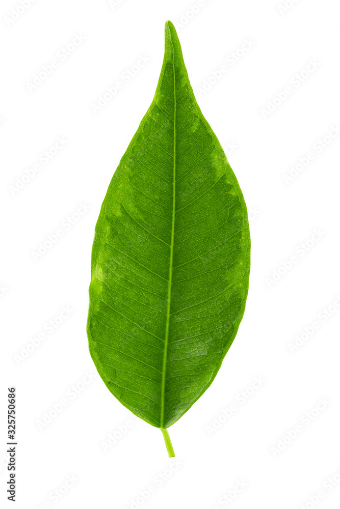 green ficus leaf on a white background. Cut with a pen. Full depth of field. green ficus leaf on a white background. Cut with a pen. Full depth of field.