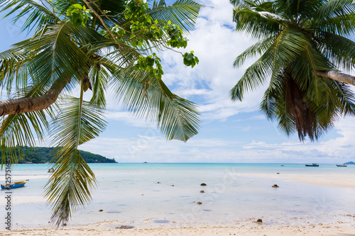 Two slanted palm trees on a beach on the island of Mahe in Seychelles.