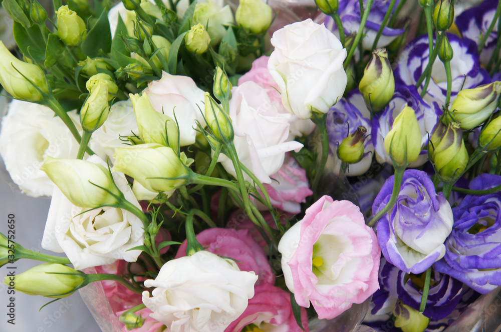 Obraz premium Eustoma russellianum or texas bluebells white pink and blue flowers