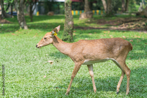 deer on green grass in the garden of zoo
