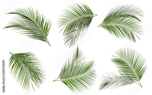 Set of tropical leaves on white background © New Africa