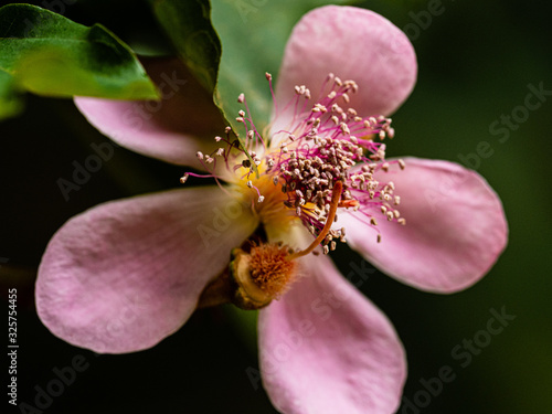 Urucum, Urucú, Onoto photo